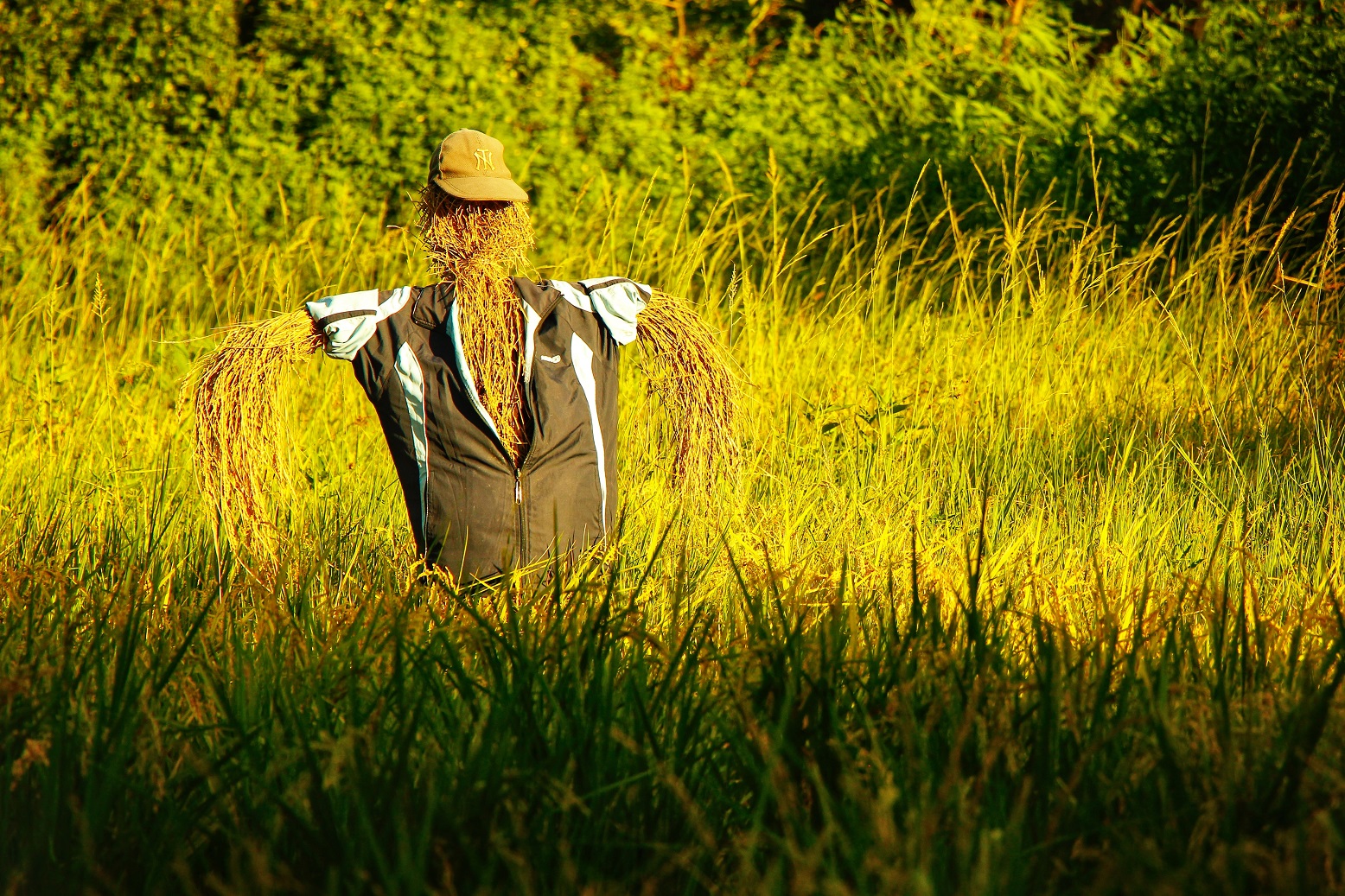 在水田裡守護稻米的稻草人