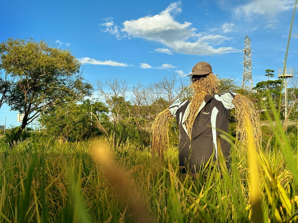 稻草人有防止鳥類擾亂農作的作用