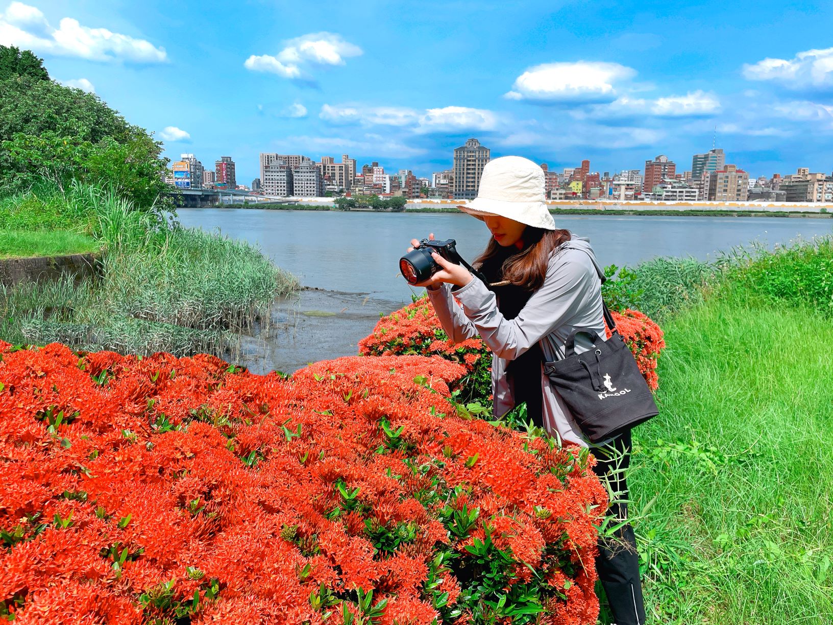 仙丹花盛開時呈現花團錦簇的景象吸引許多喜愛花草的民眾拍攝