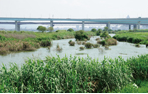景觀池圖