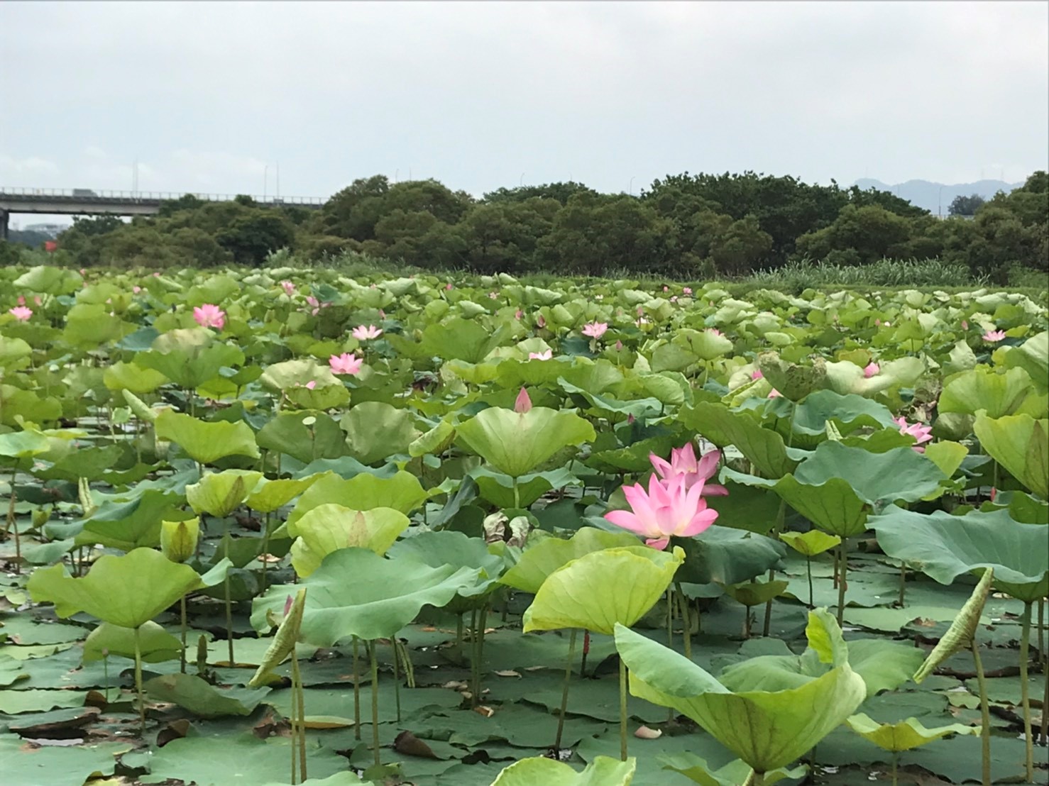 山佳荷花池