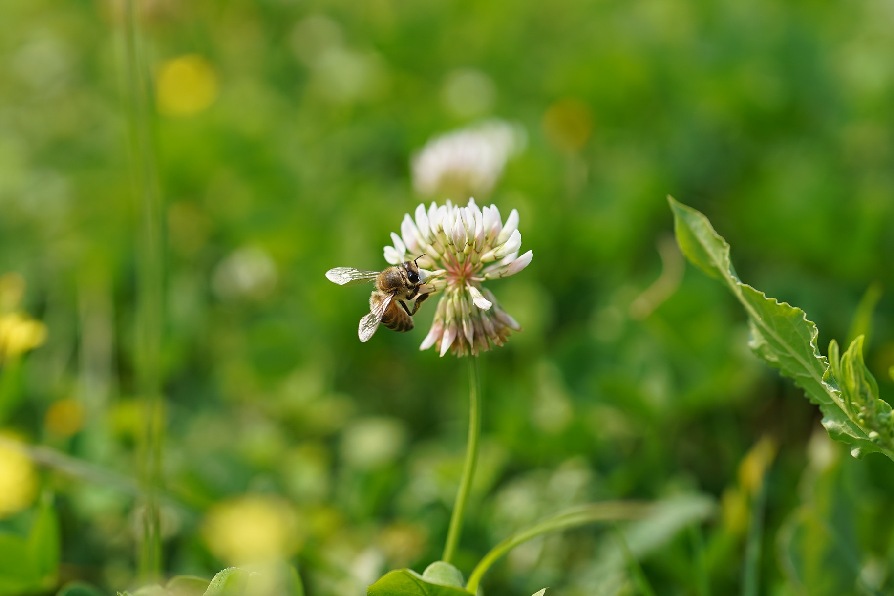 9.蜜蜂也被白花三葉草可愛的小花朵深深吸引