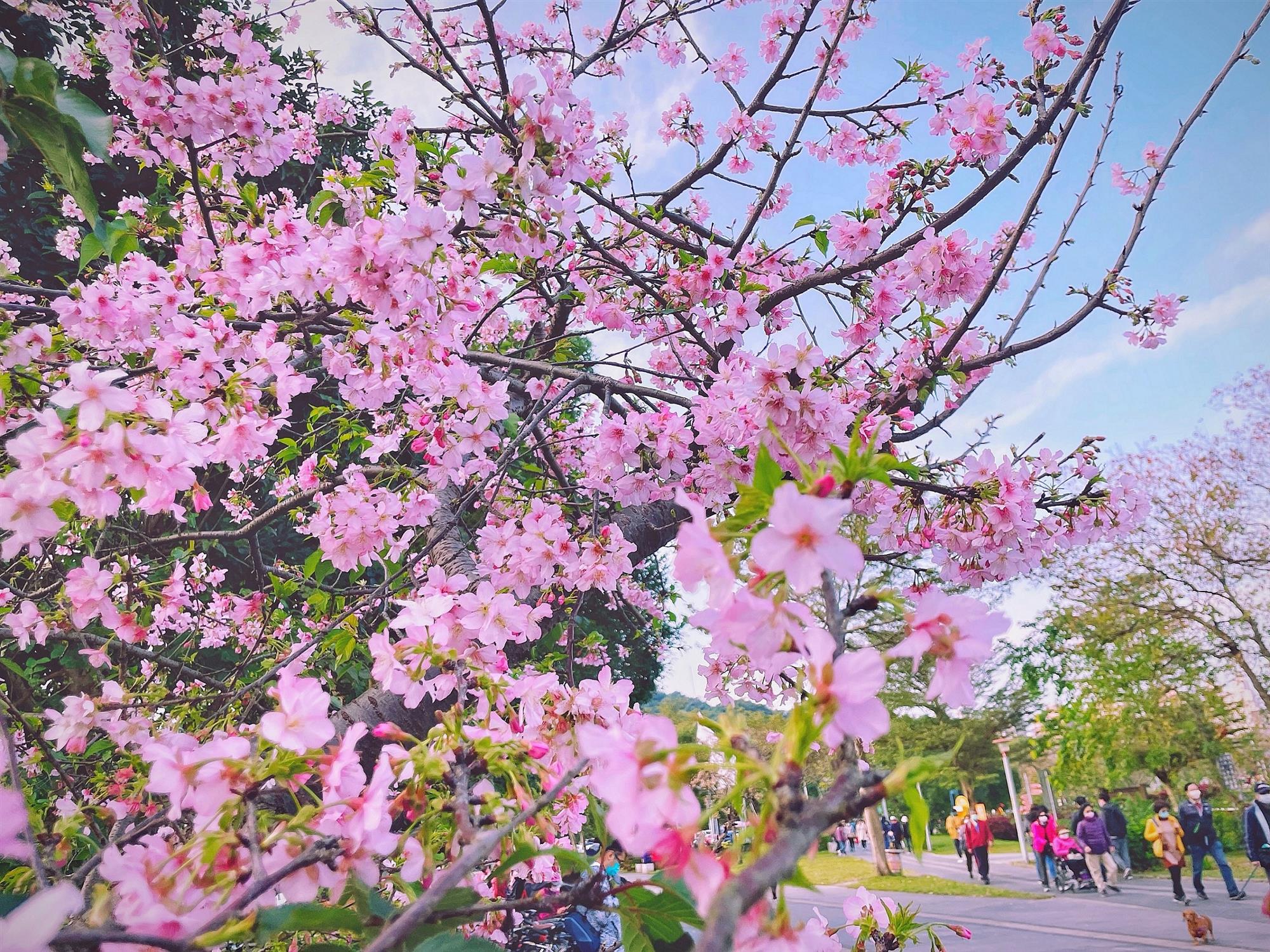 春日綻放的櫻花增添了浪漫的氣息