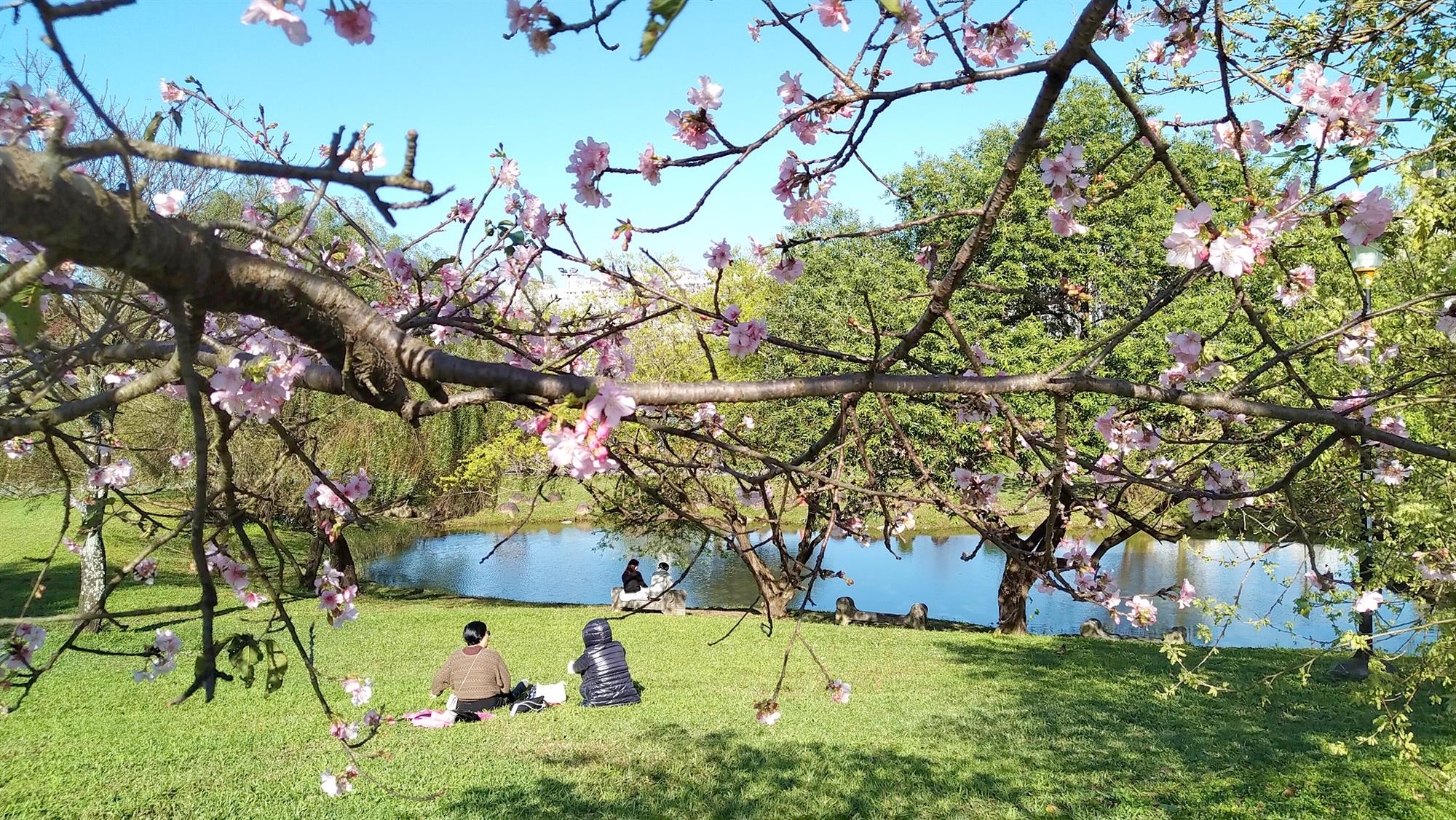 櫻花樹下欣賞湖面風光
