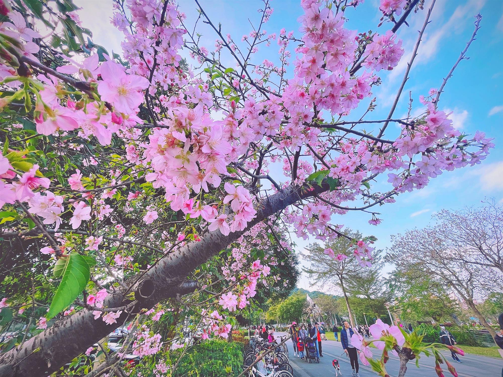 陽光運動公園櫻花盛開
