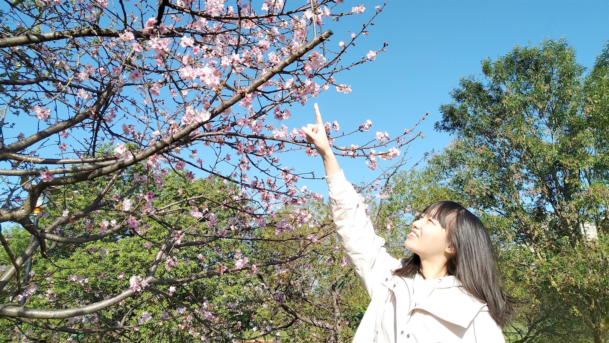 駐足在櫻花樹下抬頭欣賞著美麗的花朵