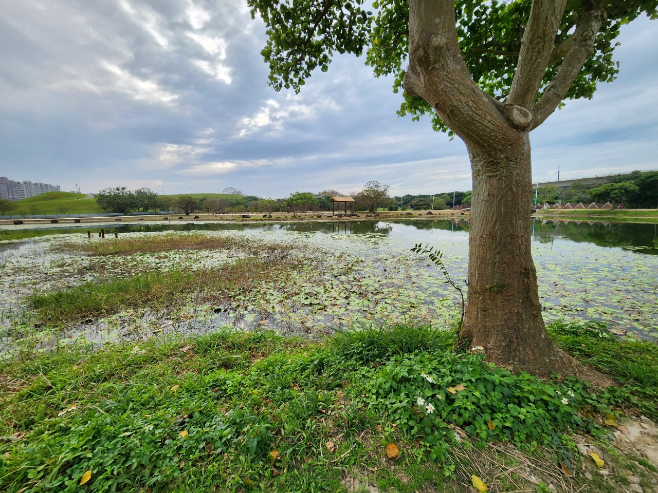 八里十三行文化公園周邊改善-生態池(2)