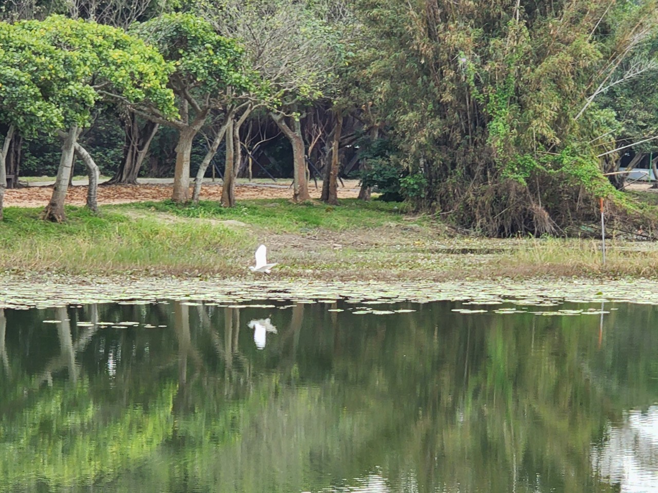 八里十三行文化公園周邊改善-生態池