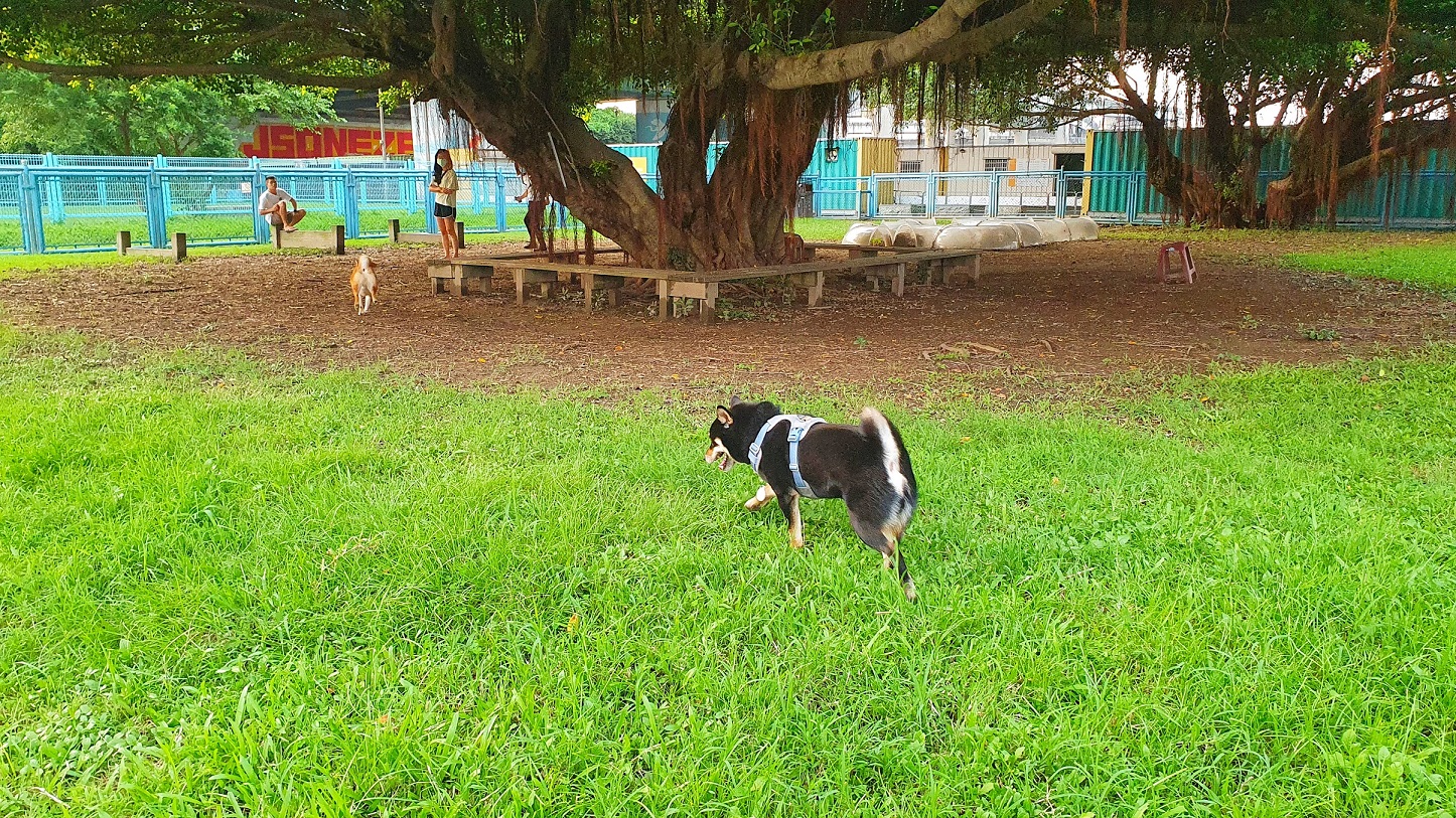 華江寵物公園-樹蔭休息區讓毛爸媽們能輕鬆的看著寶貝玩